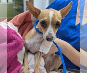 Chihuahua-Unknown Mix Dogs for adoption in Chico, CA, USA