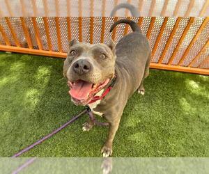 American Pit Bull Terrier-Unknown Mix Dogs for adoption in Las Vegas, NV, USA