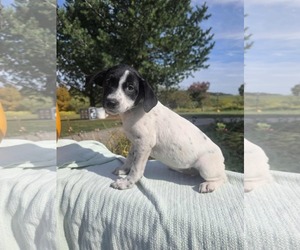 Borador Dogs for adoption in SHERBURNE, NY, USA