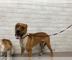 Boxer-Unknown Mix Dogs for adoption in San Bernardino, CA, USA