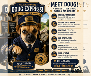 Chug Dogs for adoption in Valrico, FL, USA