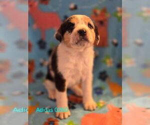 Mutt Dogs for adoption in Foristell, MO, USA
