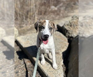 Mountain Cur-Unknown Mix Dogs for adoption in Elmsford, NY, USA