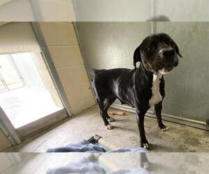 Boxer-Unknown Mix Dogs for adoption in McKinleyville, CA, USA