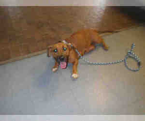 Dachshund Dogs for adoption in Augusta, GA, USA