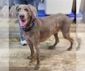 Weimaraner Dogs for adoption in Canton, CT, USA
