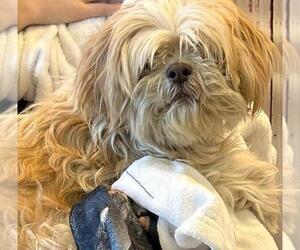 Lhasa Apso Dogs for adoption in Upland, CA, USA