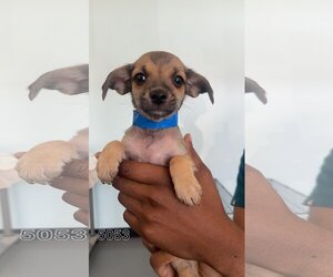 Chihuahua Dogs for adoption in Chico, CA, USA