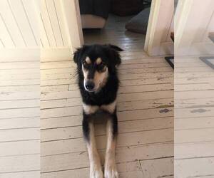 Siberian Husky-Unknown Mix Dogs for adoption in Woodbury, NY, USA