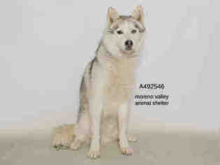 Alusky Dogs for adoption in Moreno Valley, CA, USA