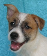 Australian Shepherd-Jack Russell Terrier Mix Dogs for adoption in Cuba, NY, USA