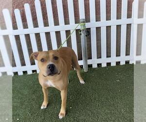 American Pit Bull Terrier Dogs for adoption in Modesto, CA, USA
