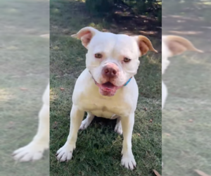 Bulloxer Dogs for adoption in Dallas, TX, USA