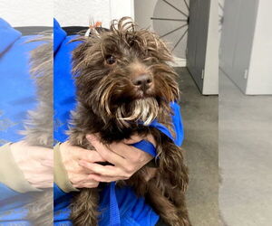 Mutt Dogs for adoption in Grafton, WI, USA
