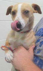 Jack-A-Bee Dogs for adoption in Johnson City, TN, USA