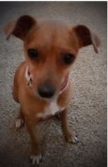 Medium Photo #1 Chihuahua-Unknown Mix Puppy For Sale in Von Ormy, TX, USA