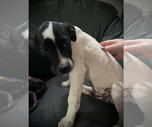 Pointer-Unknown Mix Dogs for adoption in Sheboygan, WI, USA