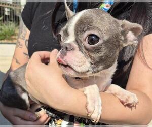Boston Terrier-Unknown Mix Dogs for adoption in San Antonio, TX, USA
