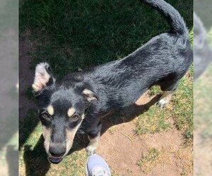 Doberman Pinscher-Unknown Mix Dogs for adoption in Los Lunas, NM, USA