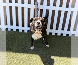 Mutt Dogs for adoption in Modesto, CA, USA