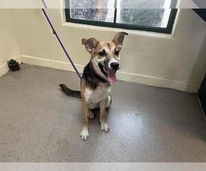 German Shepherd Dog-Unknown Mix Dogs for adoption in Pasadena, CA, USA
