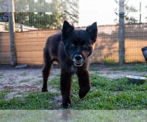 Border-Aussie Dogs for adoption in oakland, FL, USA