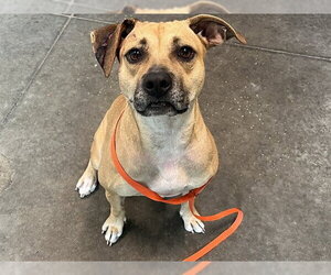 Black Mouth Cur-Unknown Mix Dogs for adoption in Tavares, FL, USA