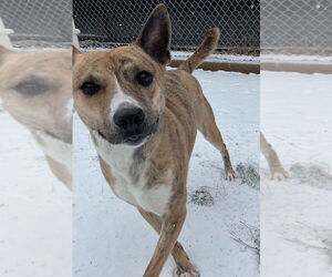 American Pit Bull Terrier-Unknown Mix Dogs for adoption in Raleigh, NC, USA