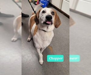 English Coonhound Dogs for adoption in Richmond, IN, USA