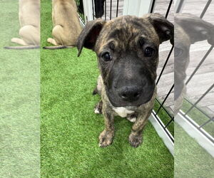 Bulldog-Unknown Mix Dogs for adoption in Sanford, FL, USA