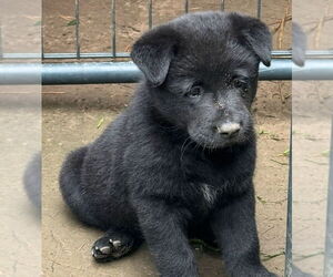 Mutt Dogs for adoption in Garden City, NY, USA