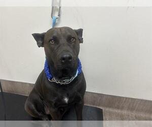 American Pit Bull Terrier Dogs for adoption in Pasadena, CA, USA