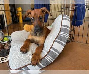 Rhodesian Ridgeback-Unknown Mix Dogs for adoption in Chula Vista, CA, USA