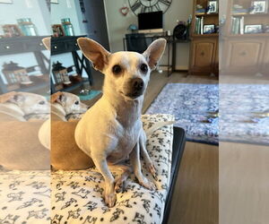 Chihuahua-Unknown Mix Dogs for adoption in Aurora, CO, USA