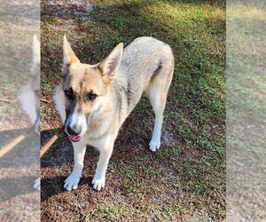 Mutt Dogs for adoption in Hilton Head, SC, USA