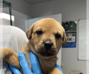 Jack Russell Terrier-Rhodesian Ridgeback Mix Dogs for adoption in Bolivar, MO, USA