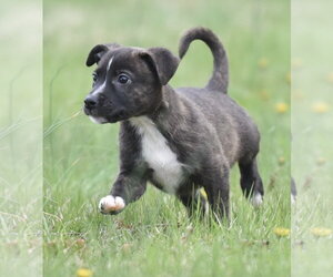 Chihuahua-Unknown Mix Dogs for adoption in Mechanicsburg, PA, USA