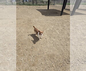 Mutt Dogs for adoption in Maquoketa, IA, USA