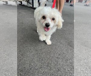 Bichon Frise Dogs for adoption in Oak Bluffs, MA, USA