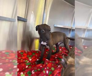 Mutt Dogs for adoption in Chula Vista, CA, USA