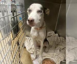 Huskies -Unknown Mix Dogs for adoption in San Antonio, TX, USA