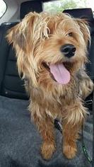 Silky Terrier-Unknown Mix Dogs for adoption in Rockford, IL, USA