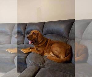 Medium Photo #1 Bloodhound Puppy For Sale in Overland Park, KS, USA