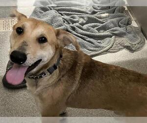Labrador Retriever-Unknown Mix Dogs for adoption in Orange, CA, USA