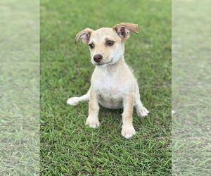 Dachshund-Unknown Mix Dogs for adoption in PIPE CREEK, TX, USA