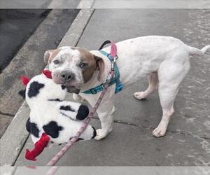 American Staffordshire Terrier-Unknown Mix Dogs for adoption in Fort Collins, CO, USA