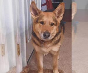 German Shepherd Dog Dogs for adoption in Polson, MT, USA