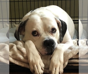 American Bulldog Dogs for adoption in Newtown, PA, USA