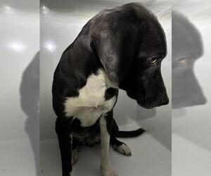 Labrador Retriever Dogs for adoption in Houston, TX, USA