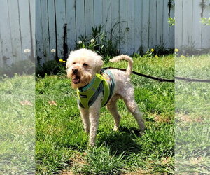 Mutt Dogs for adoption in Harrisburg, PA, USA